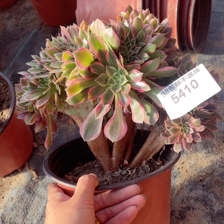 5410，粉女神缀不包邮