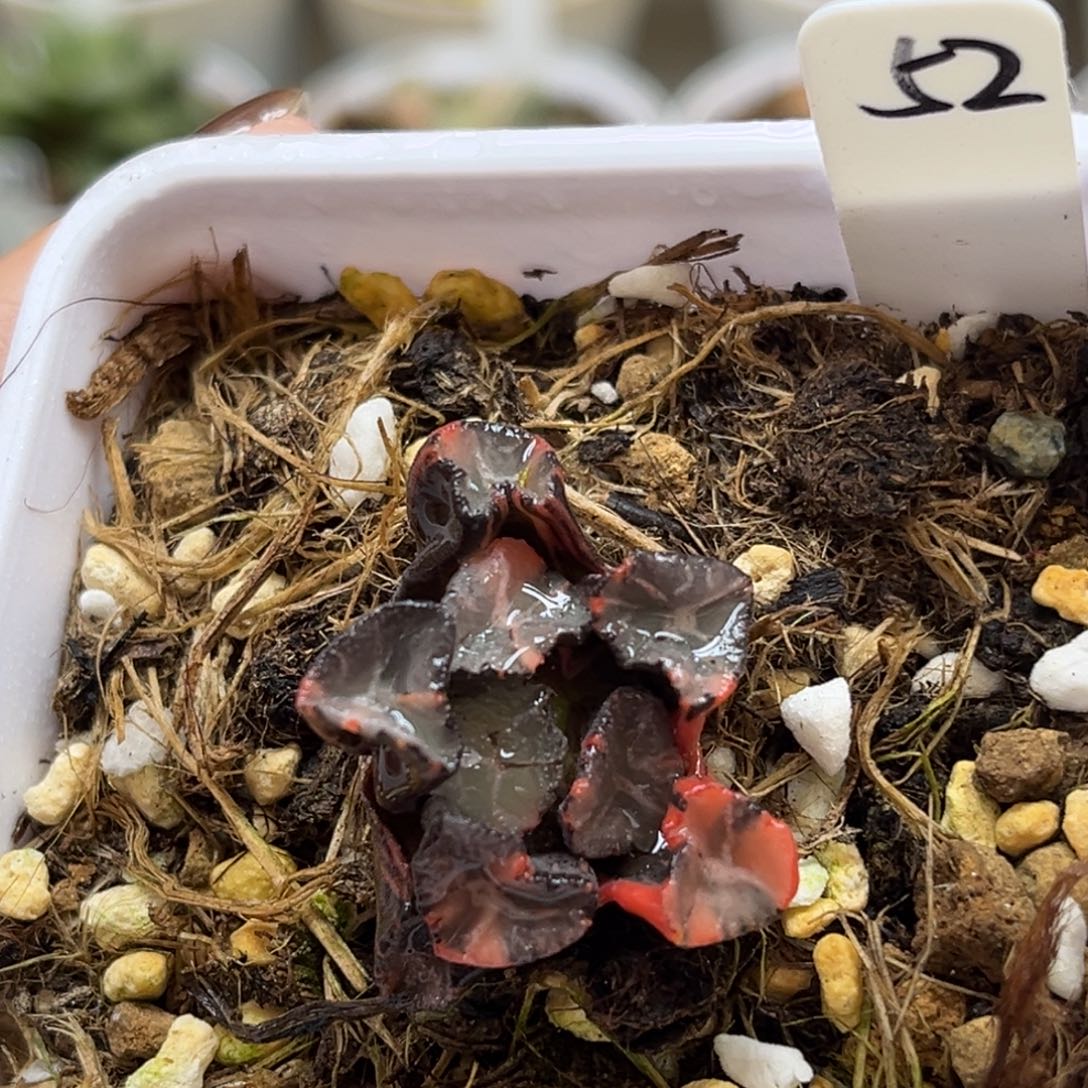 52蜘蛛之巢万象锦（根不好介意勿拍）福利专场