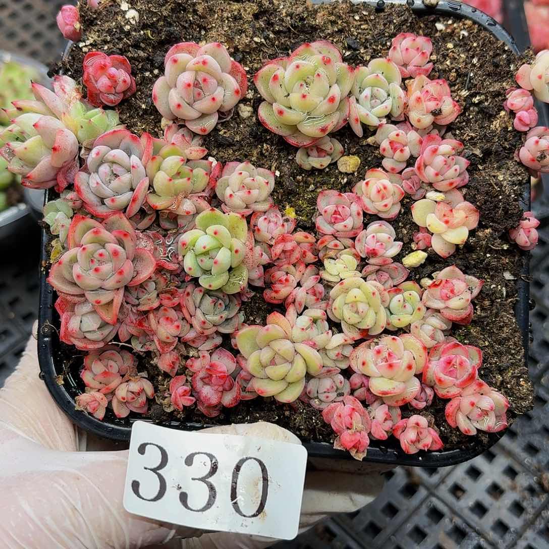 多肉植物多肉植物330