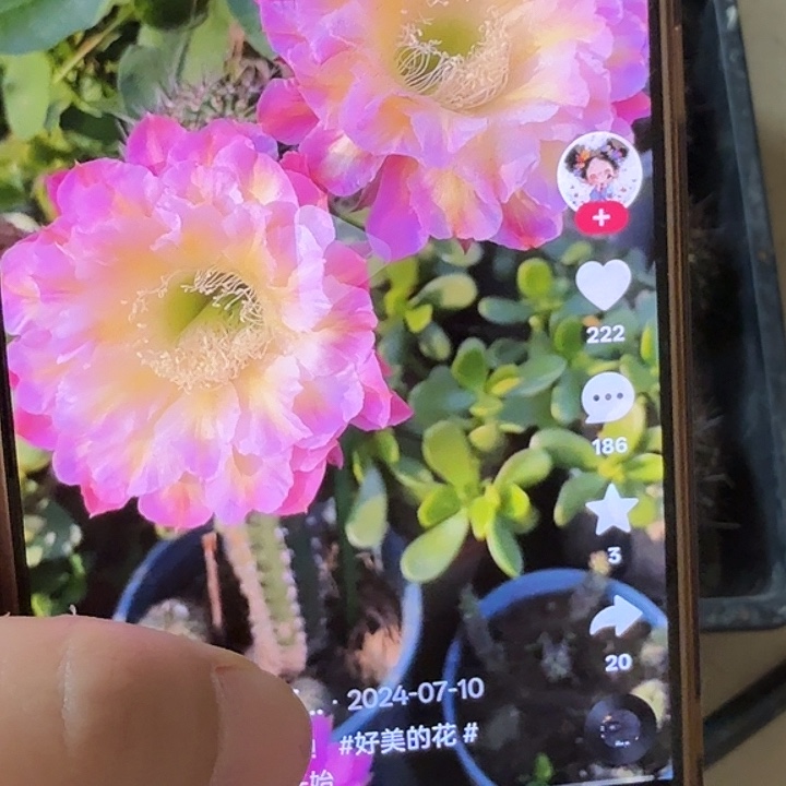 仙人球彩草侧芽歪马乙