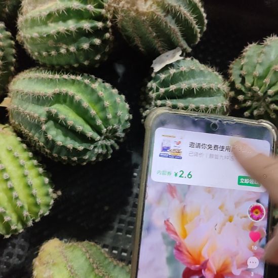 仙人球彩草依然侧芽瑕疵
