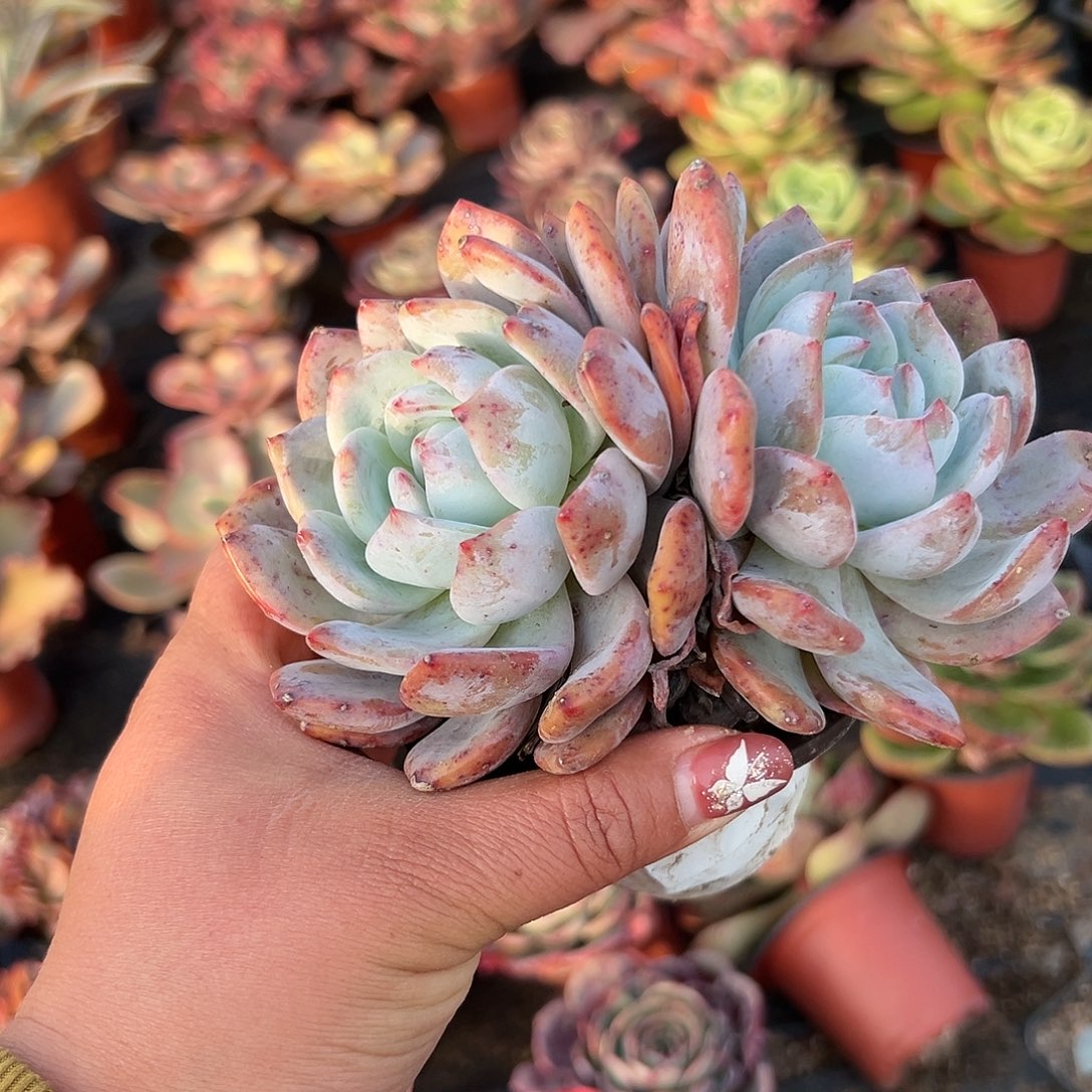 多肉植物橙梦露双头