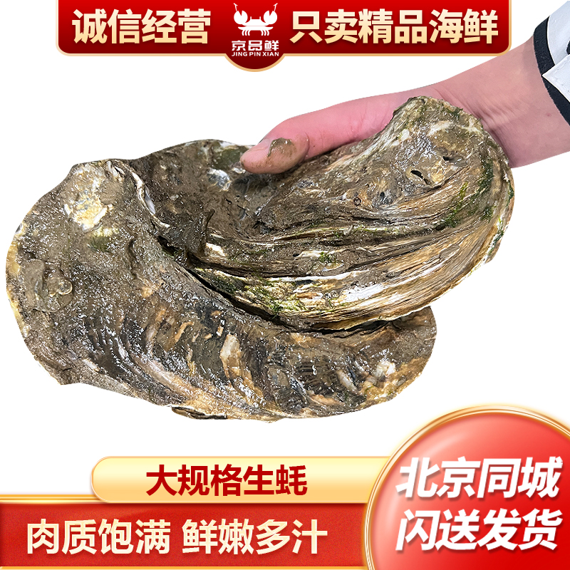 鲜活生蚝大规格