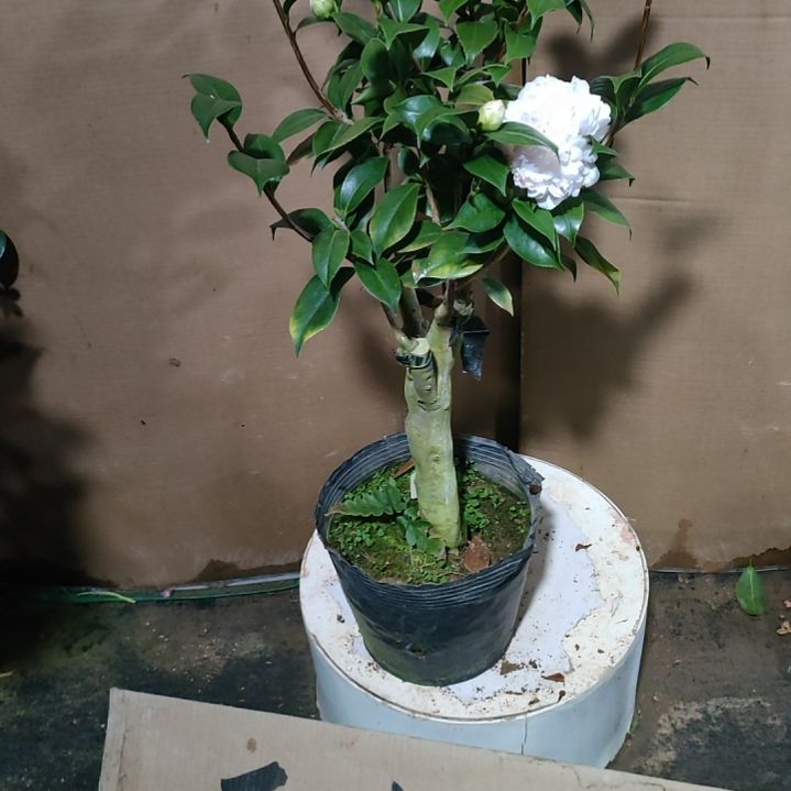 71朱露之舞，原盆原土发货，不包邮