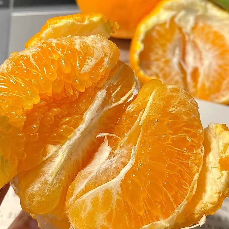 四川正宗当年嫁接耙耙柑树苗盆栽地栽庭院种植柑橘果树苗包对版