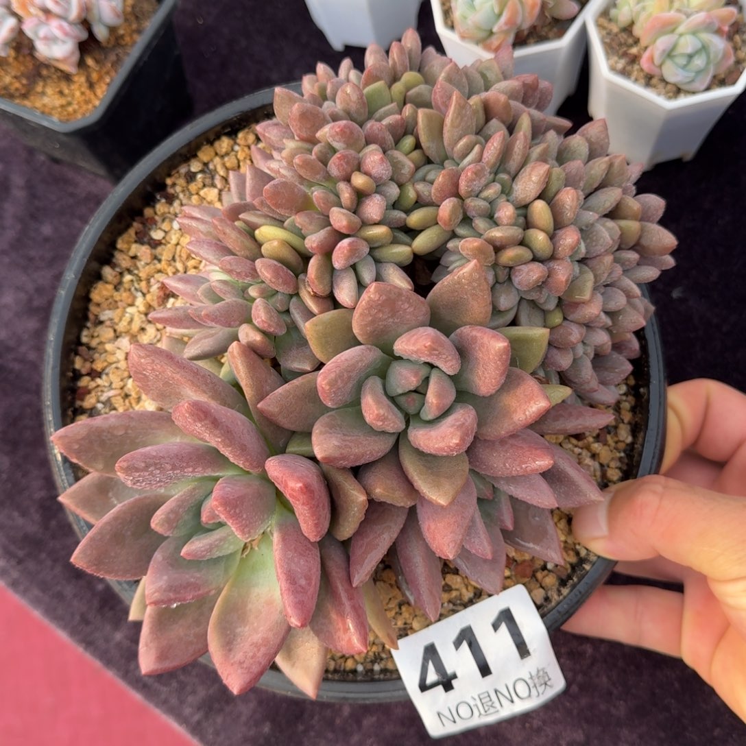 20厘米的尺寸一物一拍411