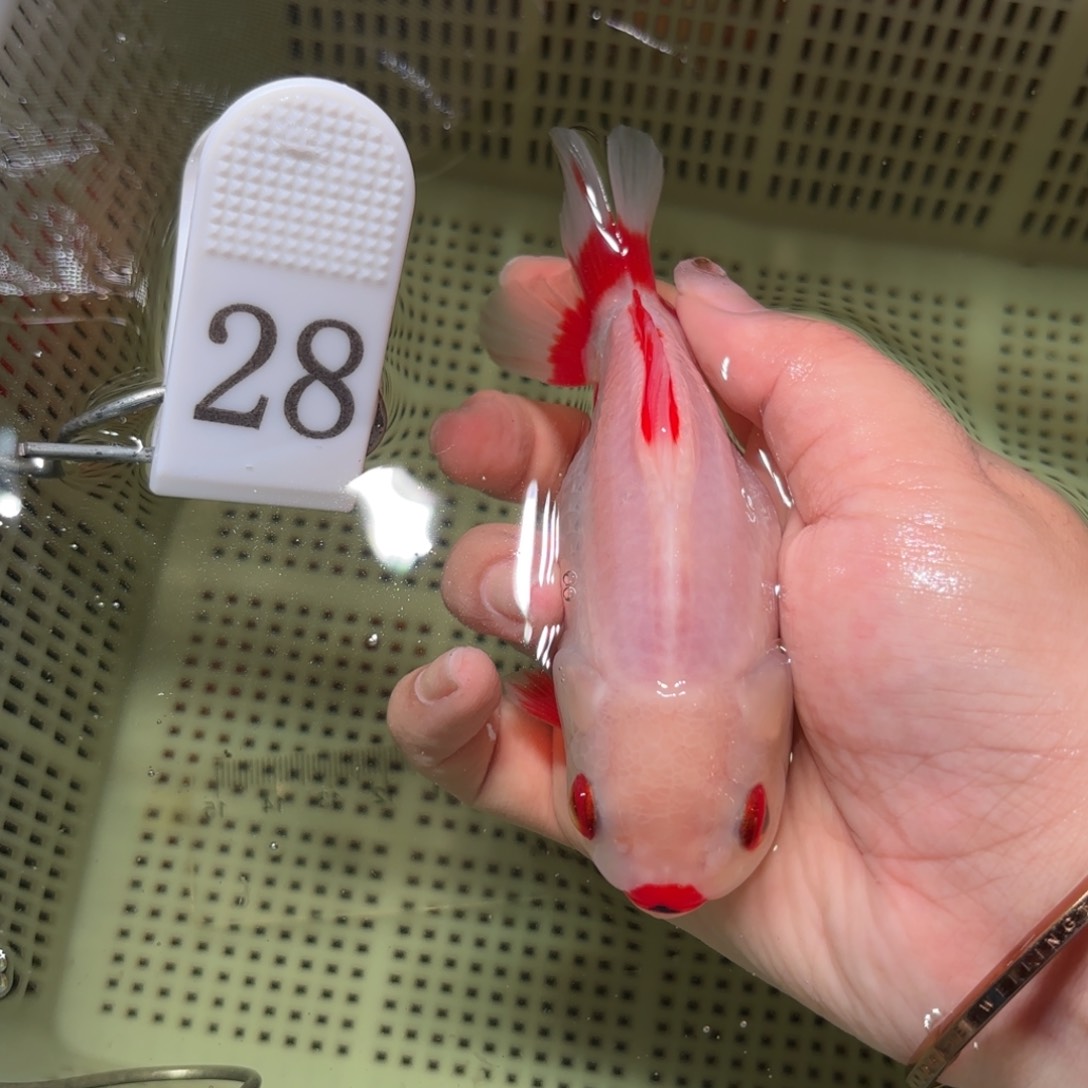 金鱼11红狮子运费到付，或者拍包装包邮