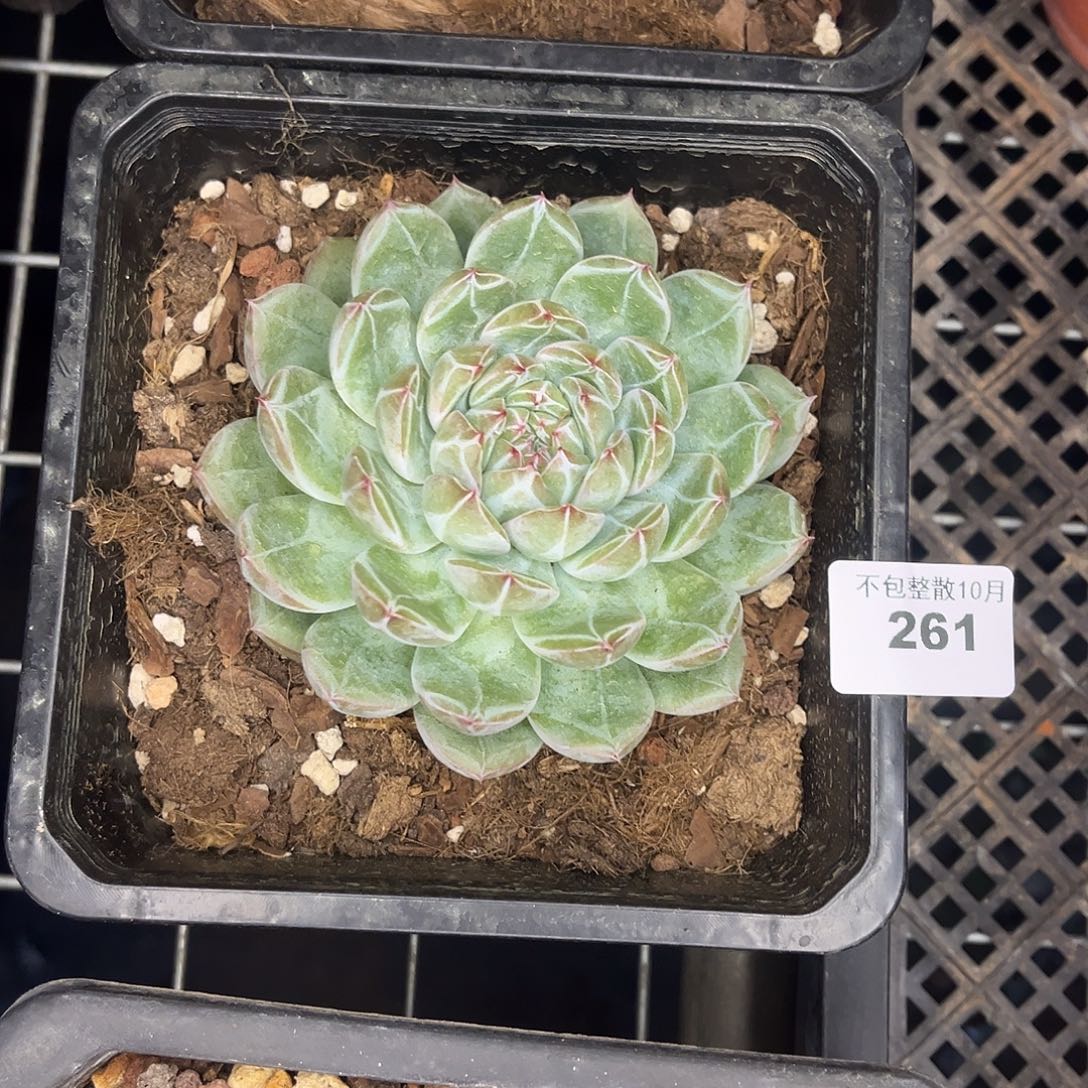 阿雅园艺。     261大雪花