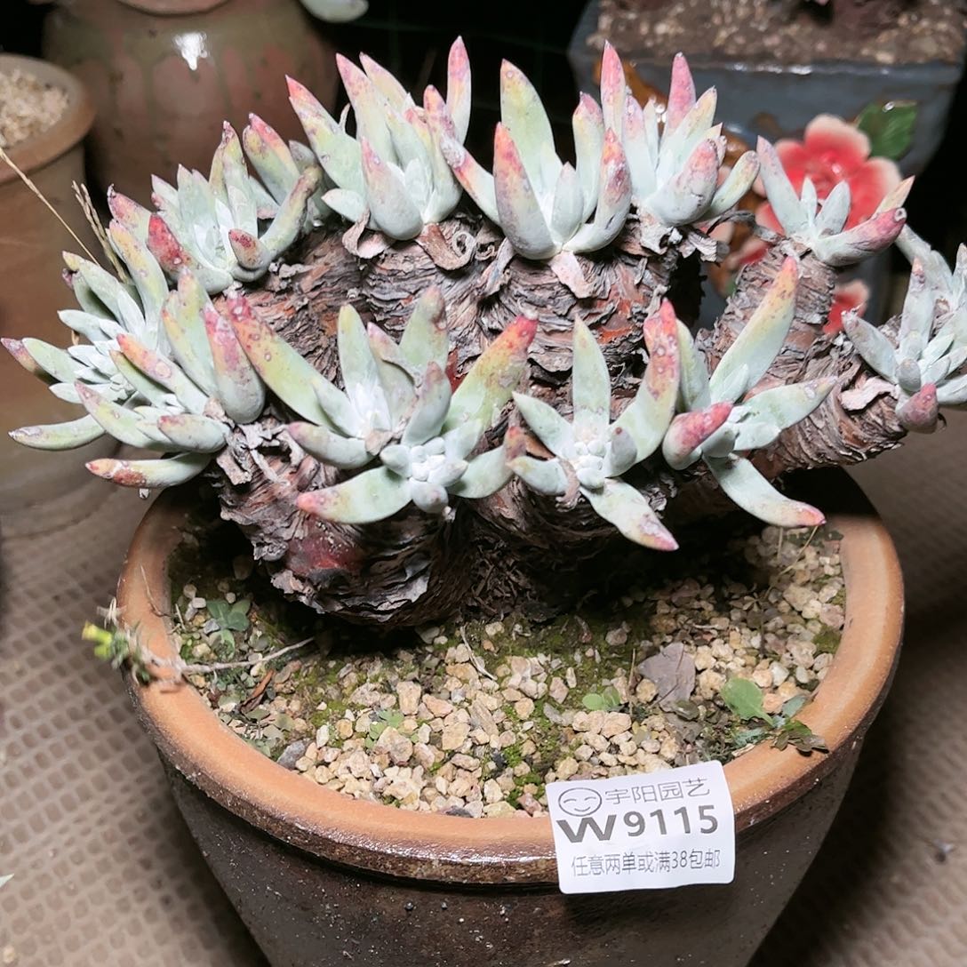 9115文森特仙女杯多肉