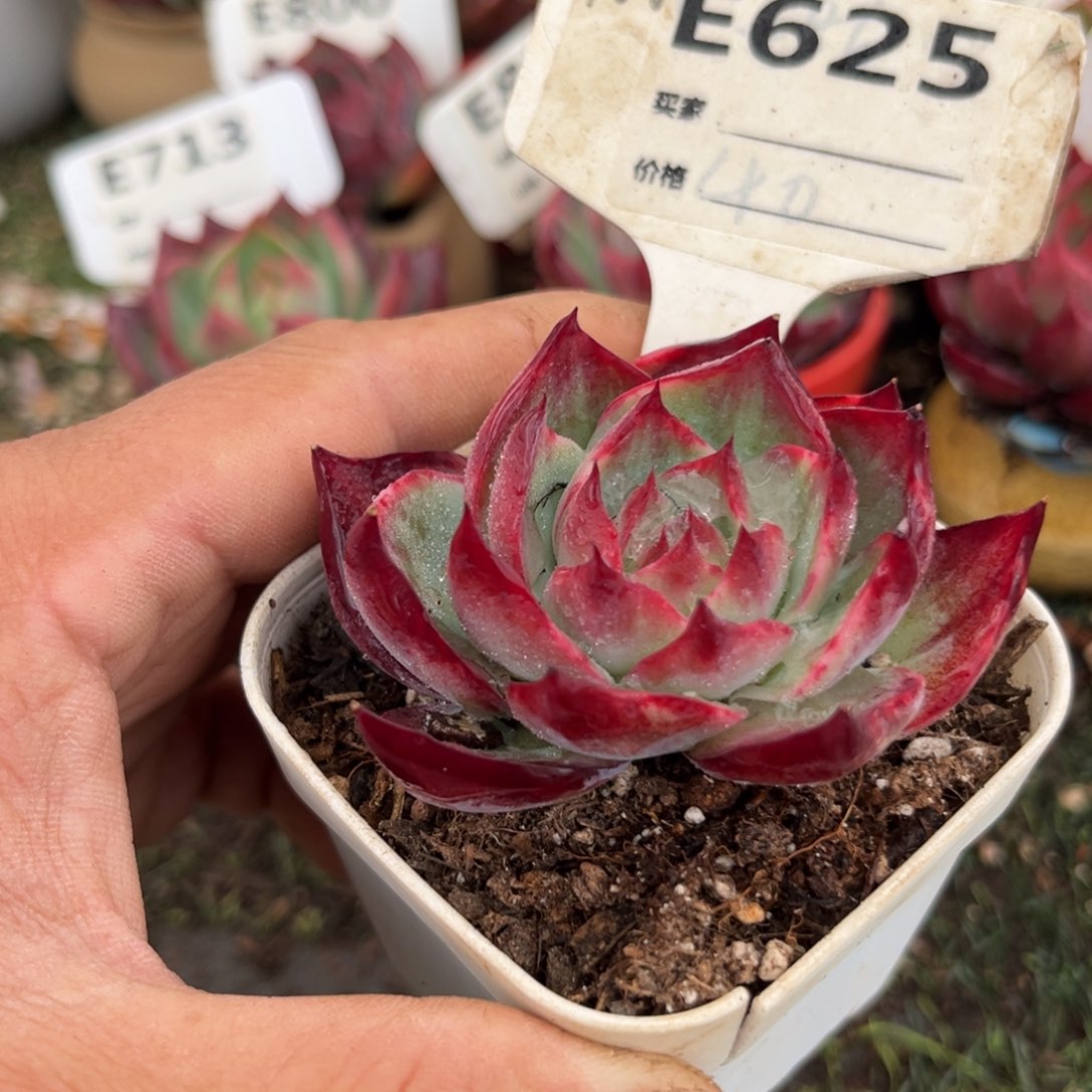 惊鸿一瞥625号多肉