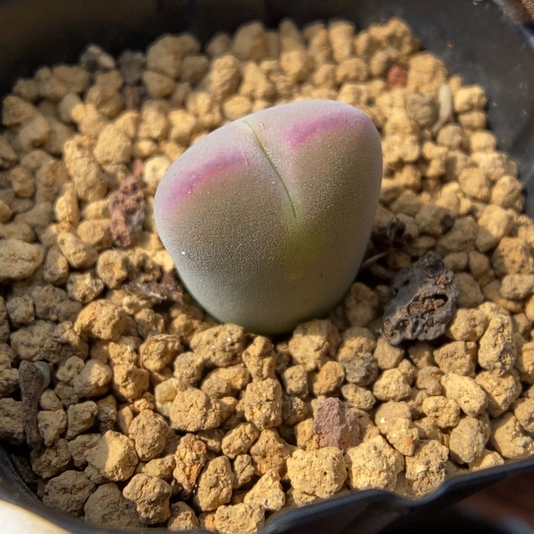 多肉植物肉锥杂交K-462