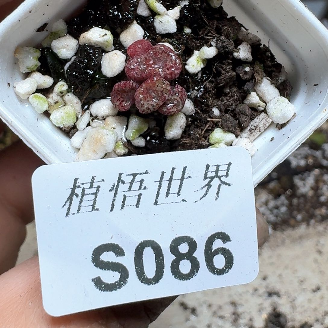 086盒多肉植物哇f f