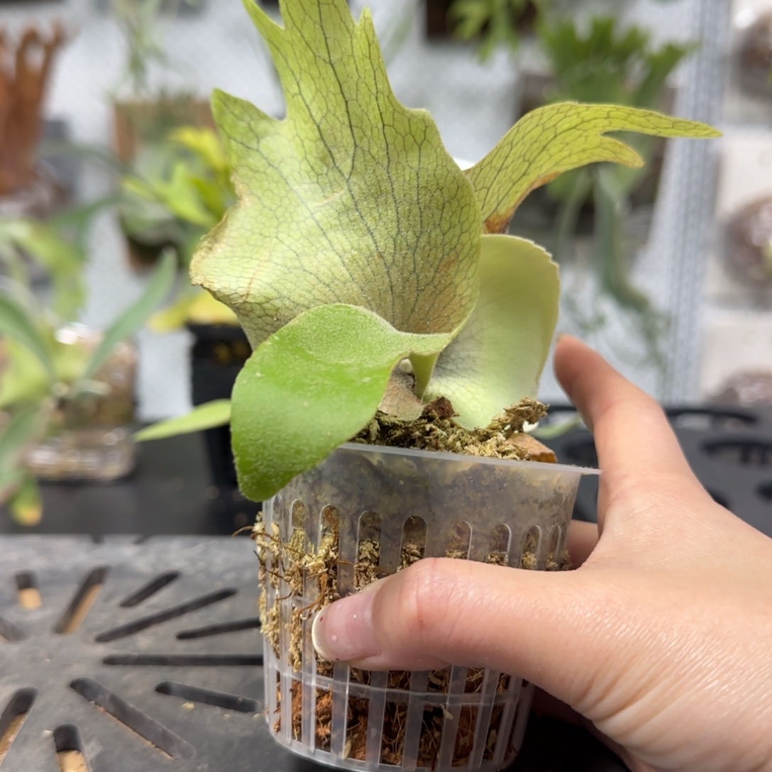 爪哇波哥鹿角蕨孢子苗