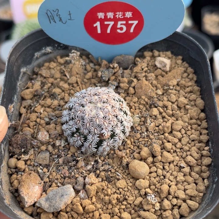 实生克氏丸1757000000