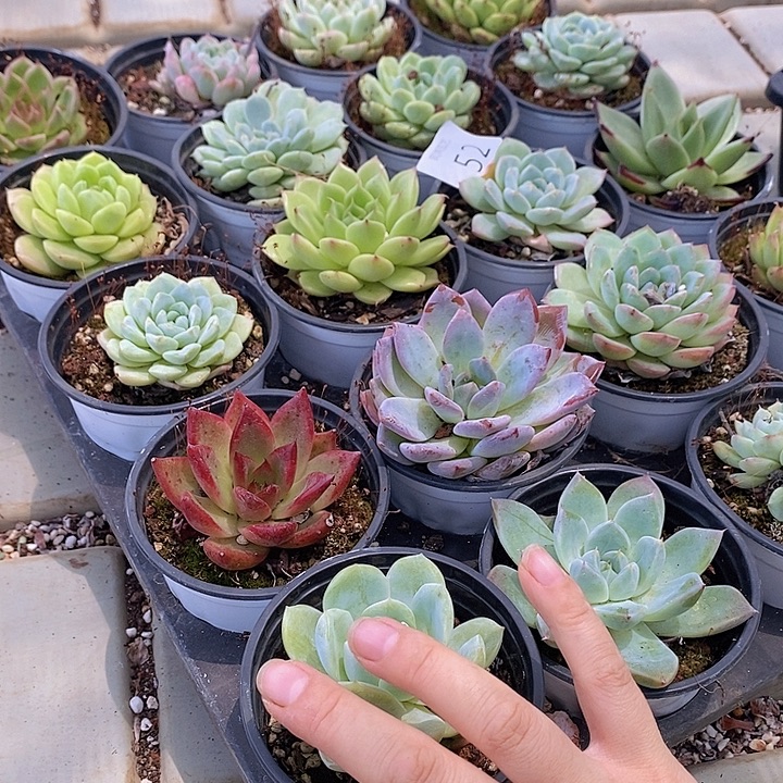 52 多肉植物盆栽花卉