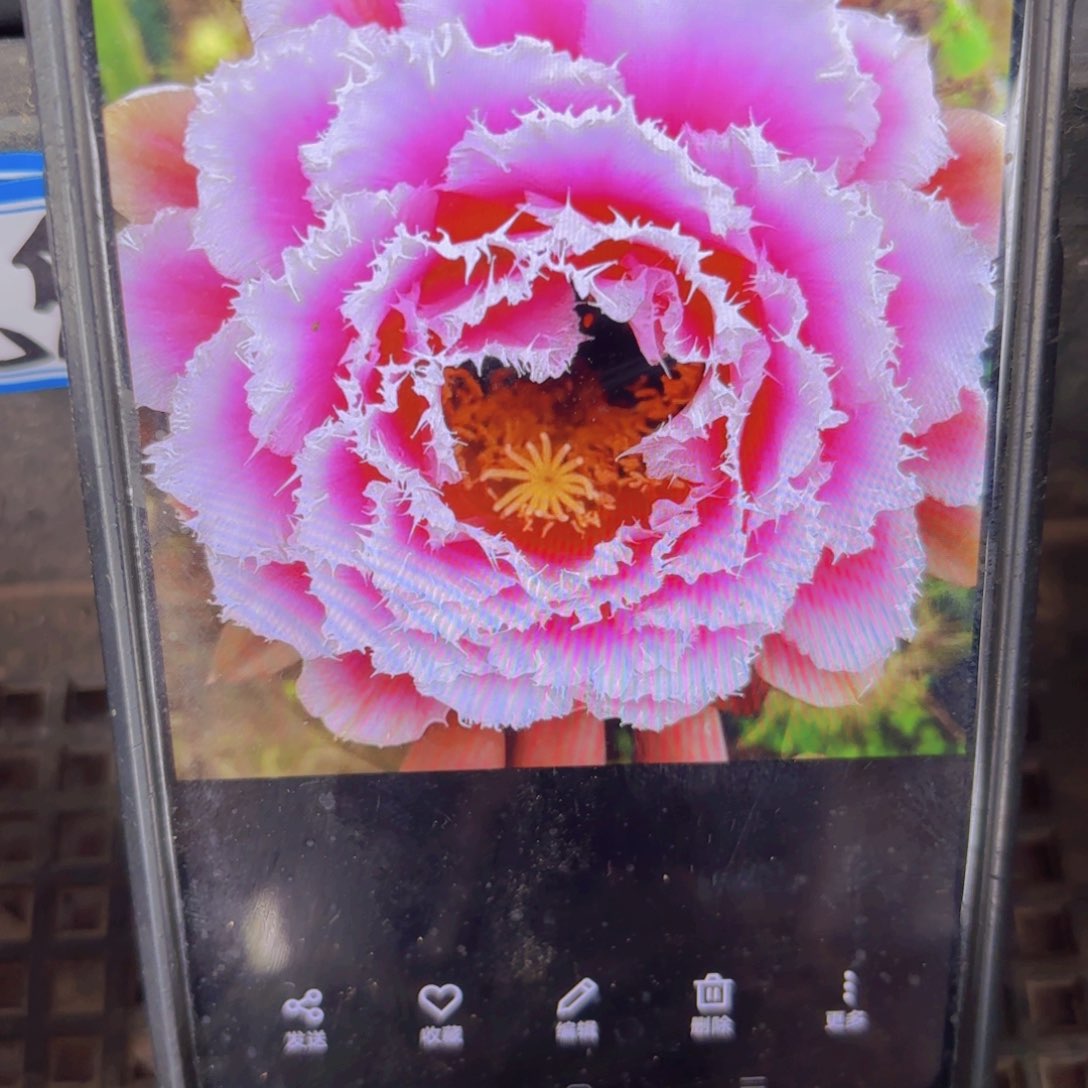 芸儿毛侧牙20包邮仙人球10