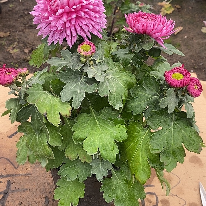 完全开放Q999999999