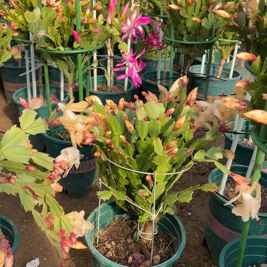 用***1无花朵矮壮黄金送支架