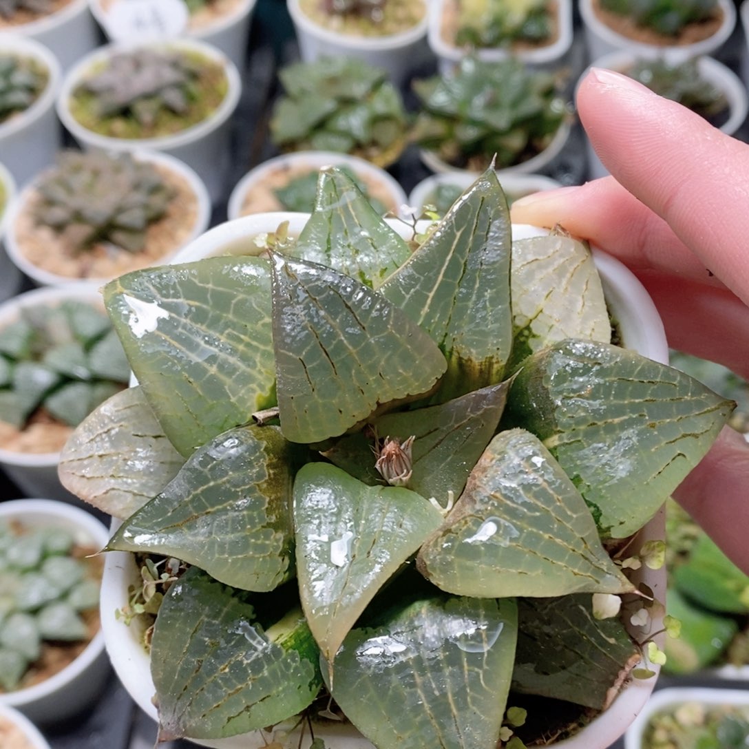 啊寒湖母本拉丝锦多肉植物