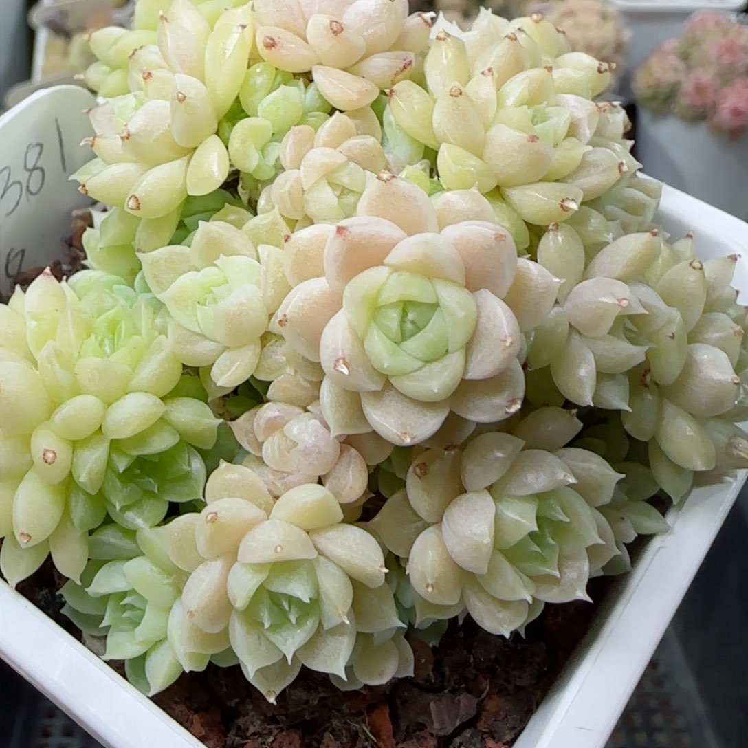 【闪购商品】0224-161（m1-381）