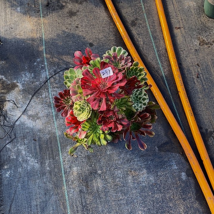 一***你架接法师一个297号