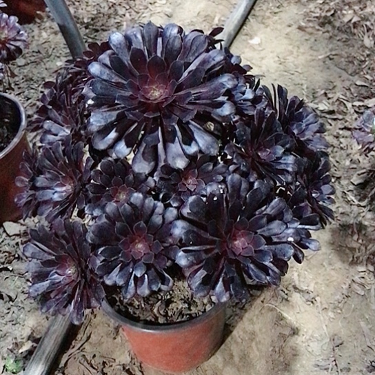 空***悟黑铜法师多肉植物19