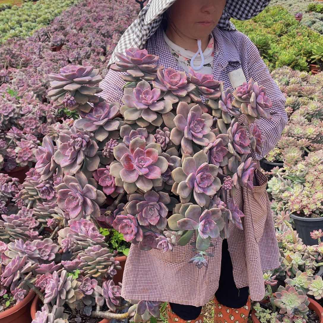 紫乐，大老桩36.8多肉