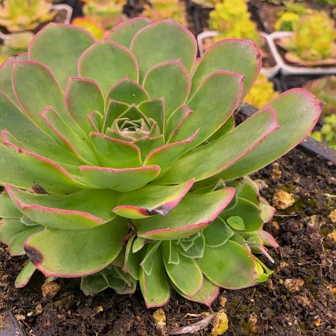 玉萍捧花13134343437383833