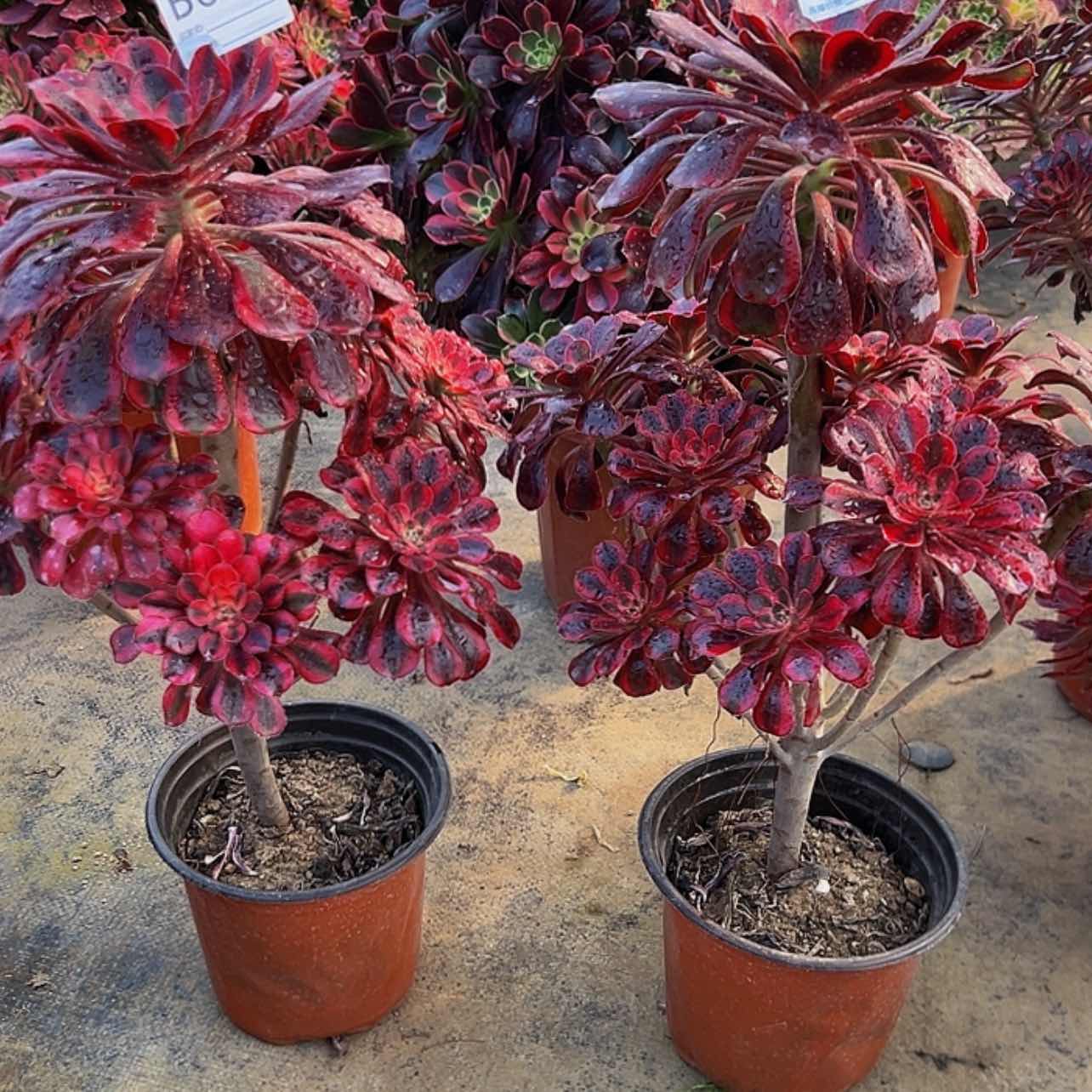【闪购商品】芳**青682.683……。    