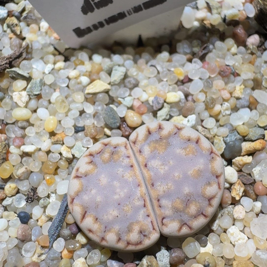Zzzz生石花肉锥2167