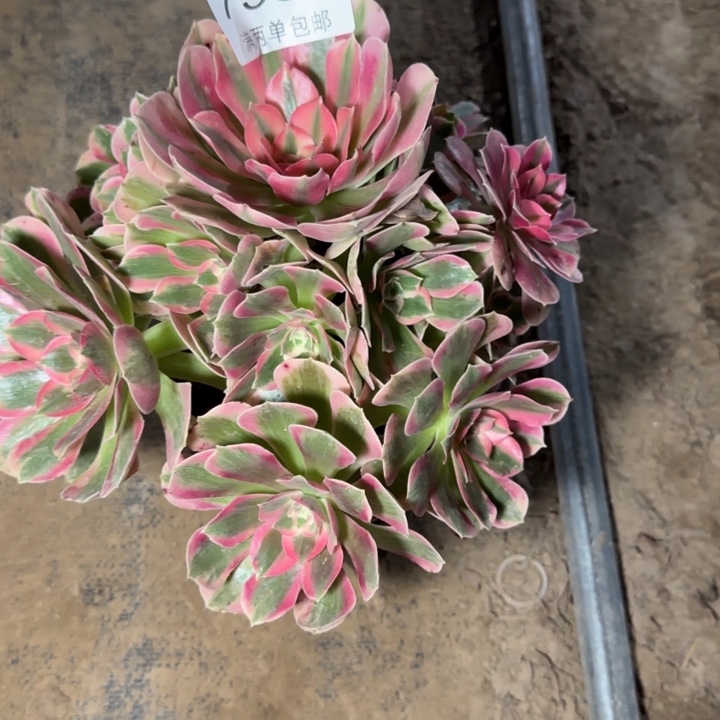 7537女郎多肉植物