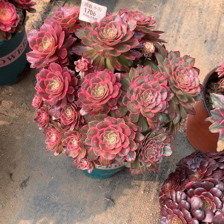 1706莲花座多肉植物