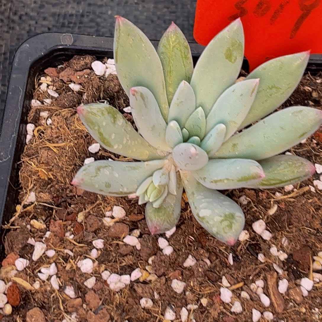 潇**族3019下午多肉植物群生