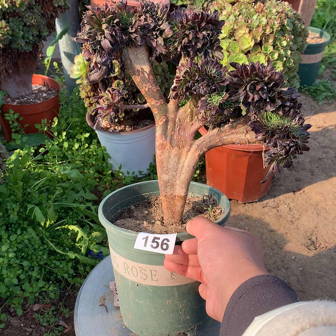 156红腹轮缀化缀化