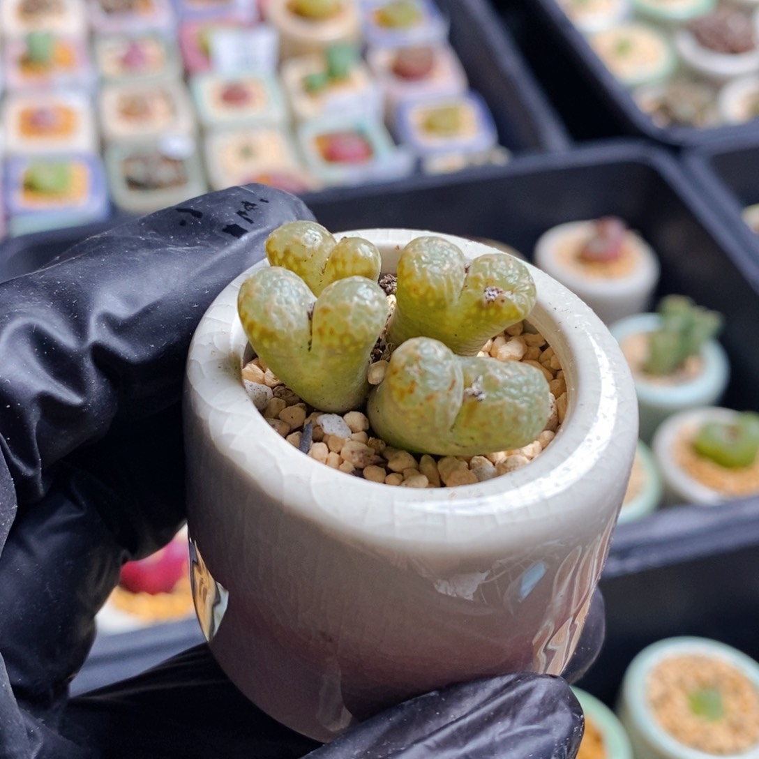 1923-一物一拍带盆 泡泡勋章