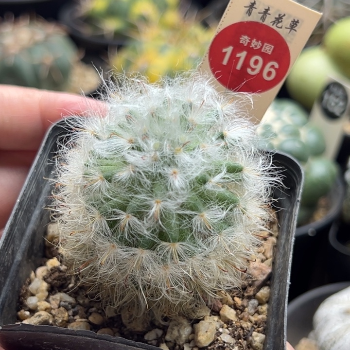 实生白云高砂一棵仙人球