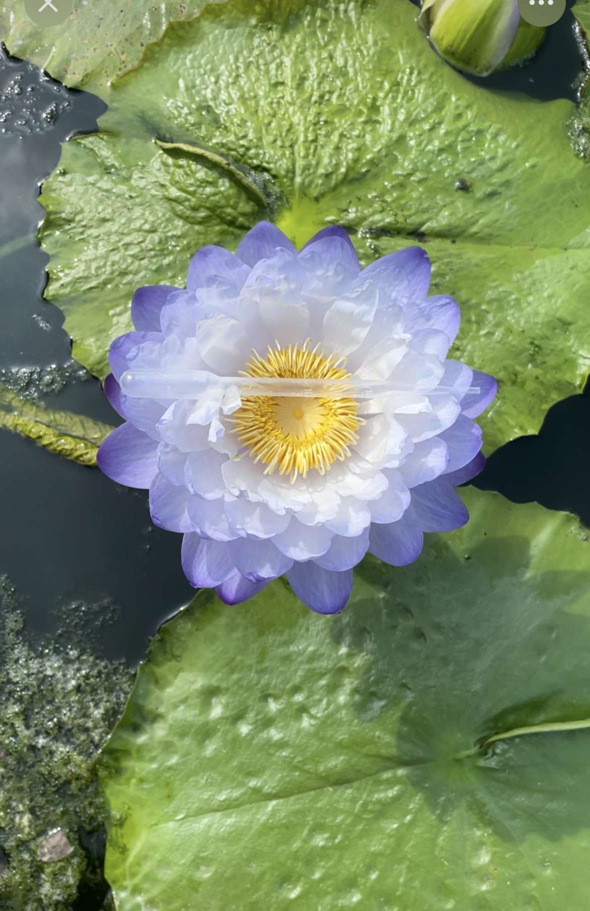 精品名贵澳洲睡莲苗 静水之灵带花苞苗一株 丰花水生植物