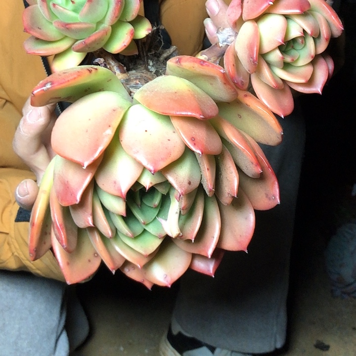 南**风33////////////////