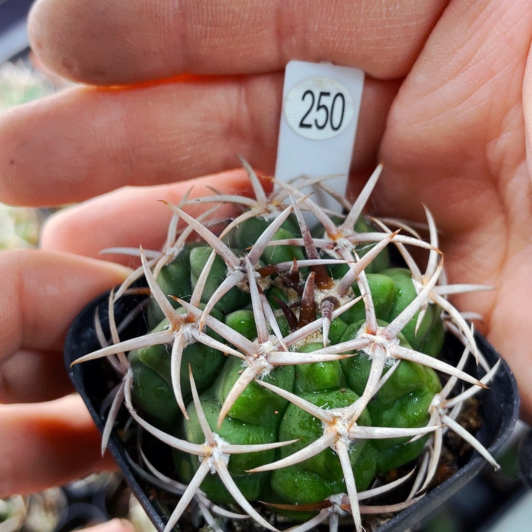 非偏远地区满25包邮仙人球