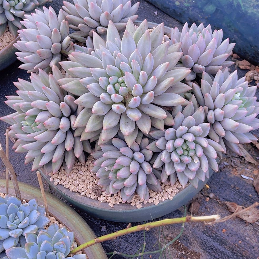 马****0000000000000000000