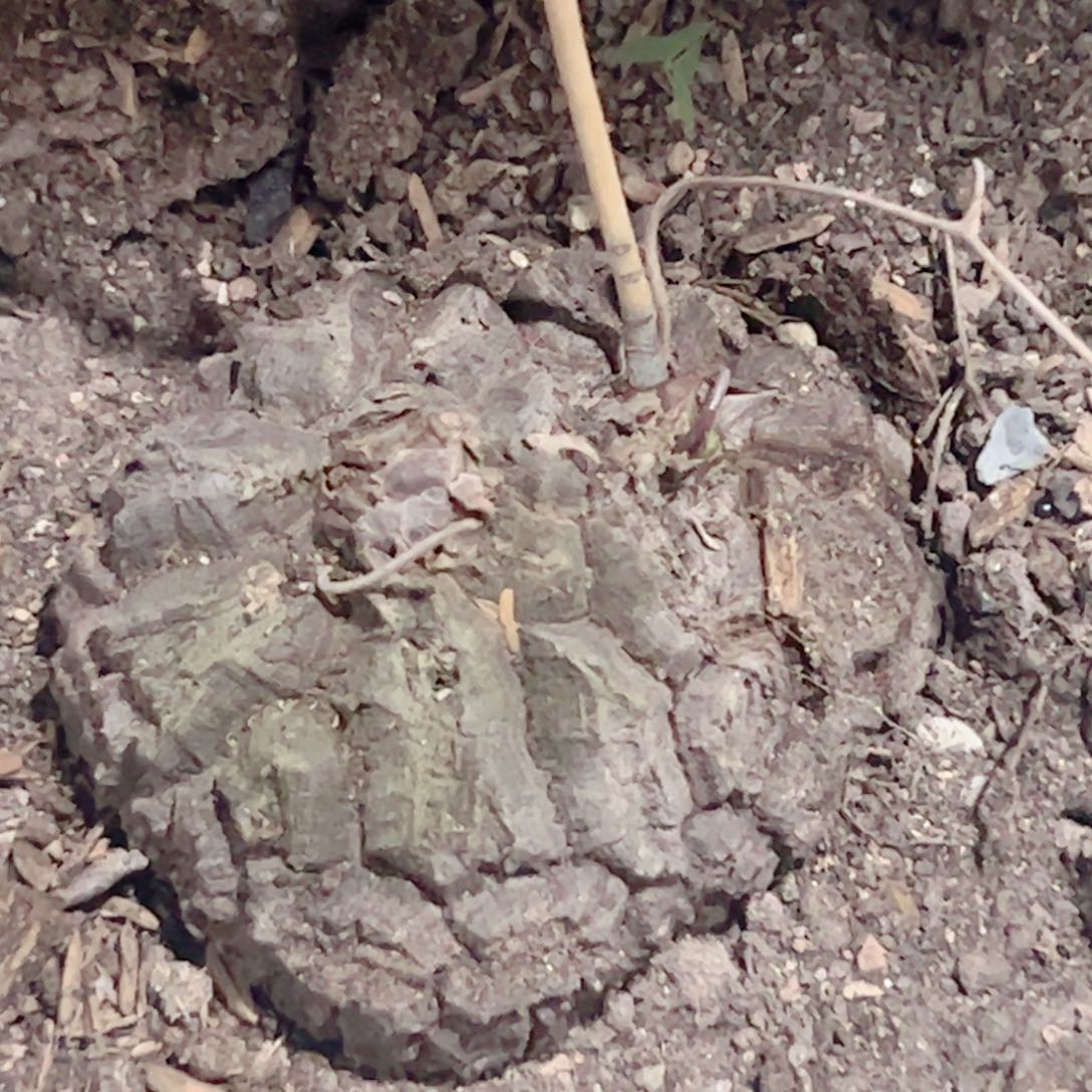 墨西哥龟甲龙块根