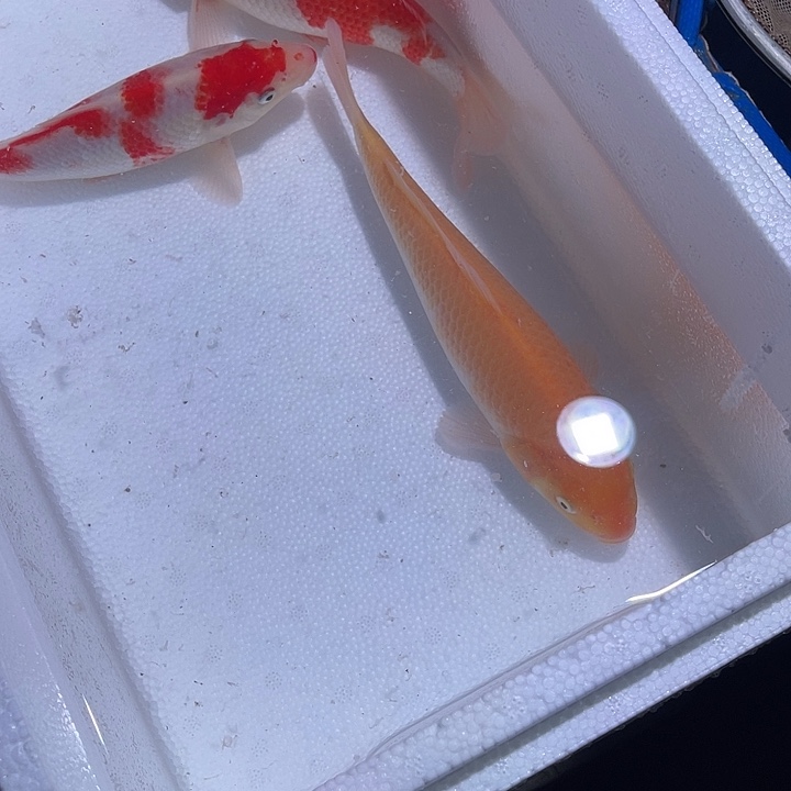 锦鲤锦鲤活鱼开箱包活