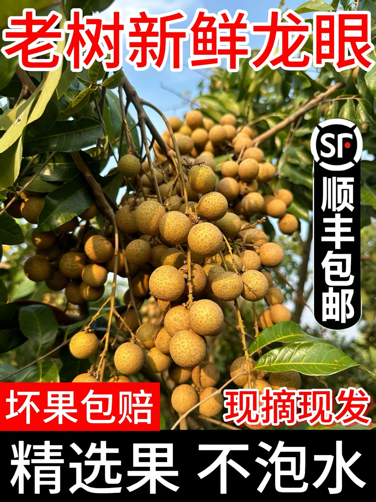 （丁十五/英桥梅姐）石硖龙眼新鲜现摘清甜多汁当季水果