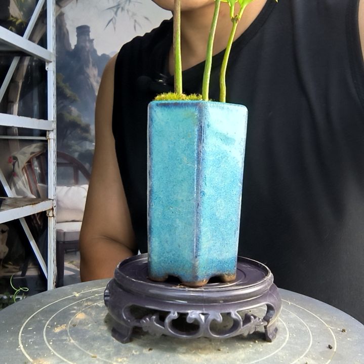 y*m中青园艺一物一拍43