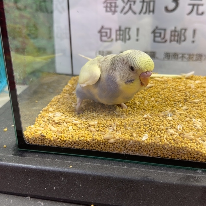 虎皮鹦鹉大头虎皮鹦鹉