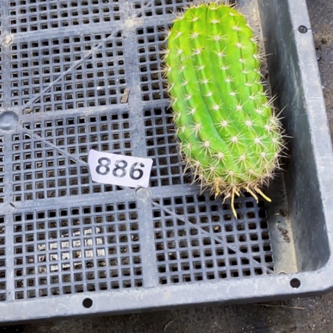 886毛花柱红花一物一图如图