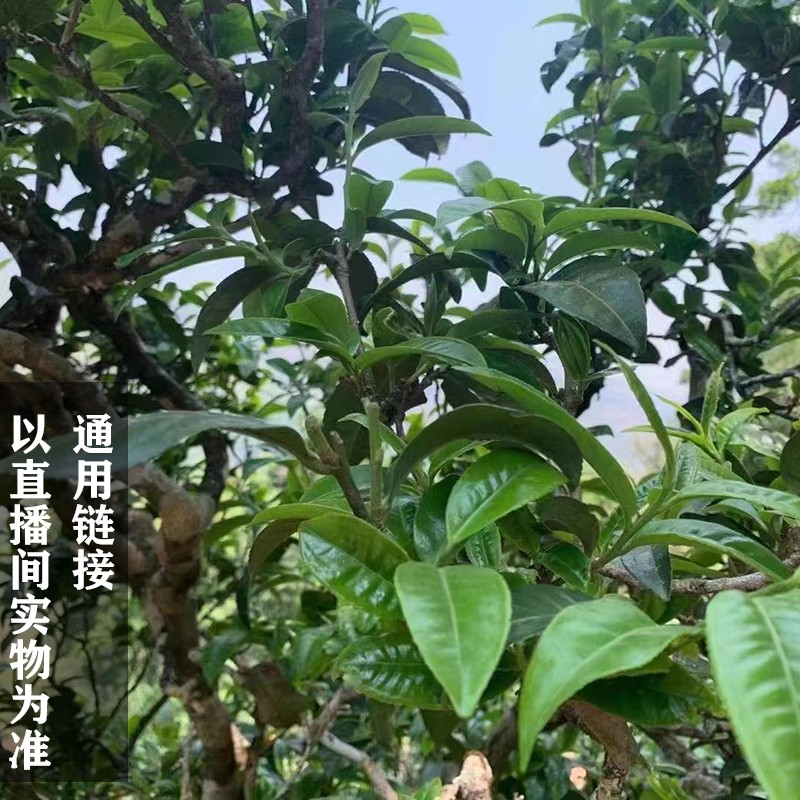 2022年一扇磨春生茶饼200g