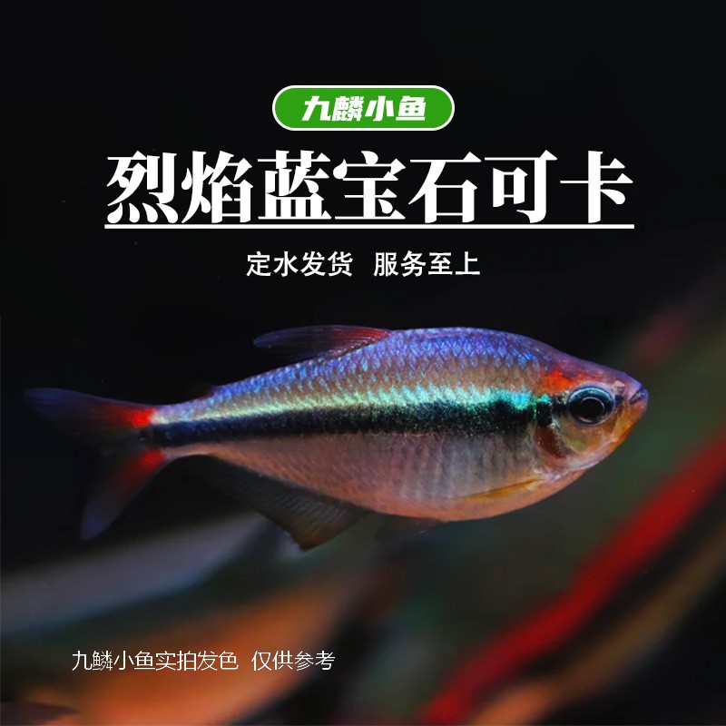 九鳞小鱼 【烈焰蓝宝石可卡】   满三单发货