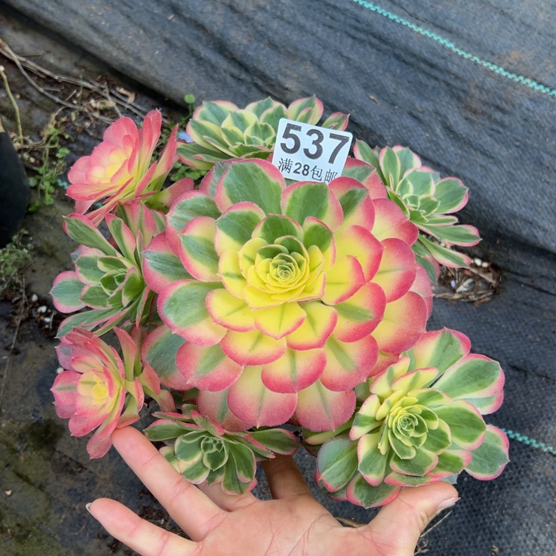 多肉植物537海仙的