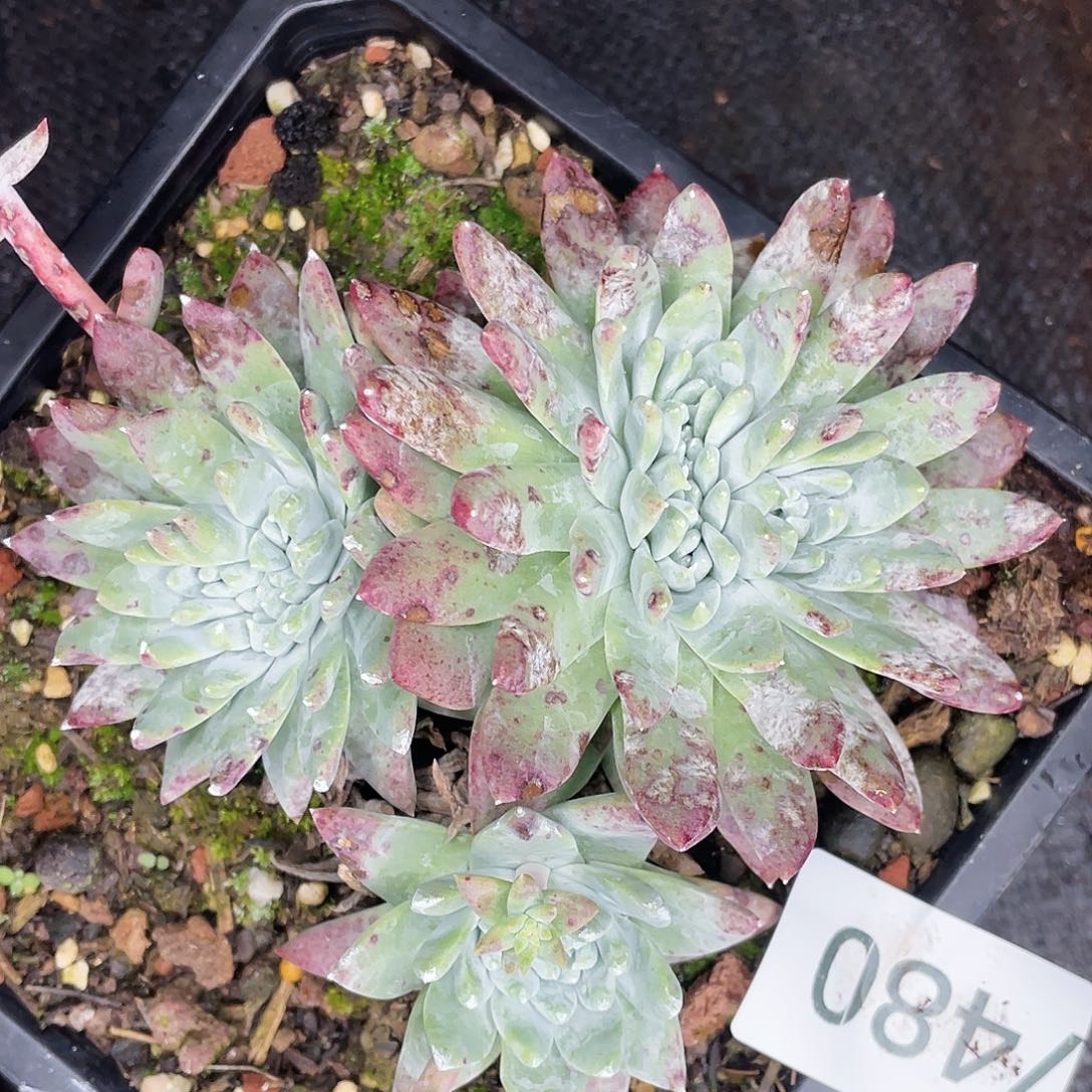 白菊平苹果叶缀化7480